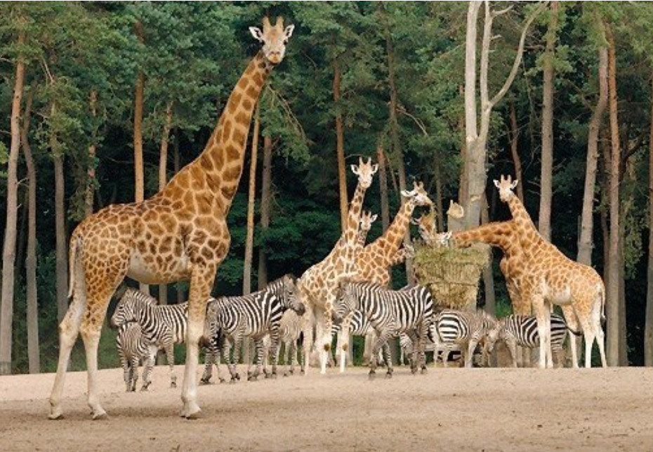 Level One Class 3 Zoo cover art