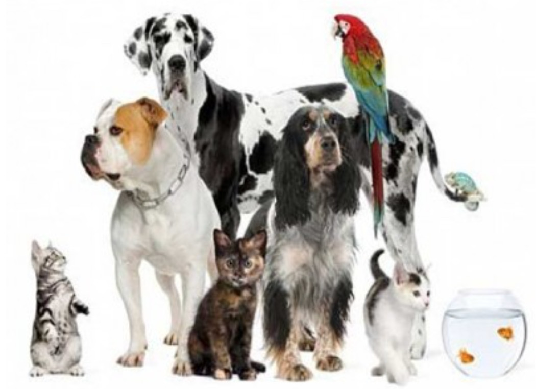 Level One Class 1 Pets cover art
